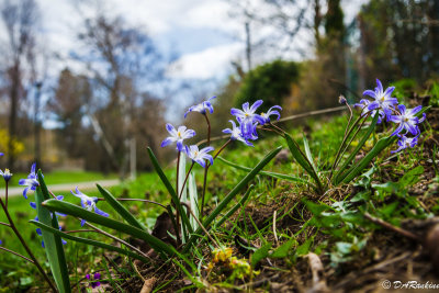 Snowdrops