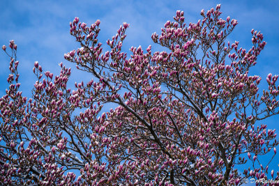 Magnolia on Cassandra I
