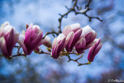 Magnolia on Cassandra II