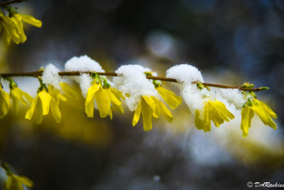Forsythia in Snow