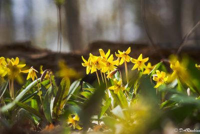 Trout Lilies in Woods 