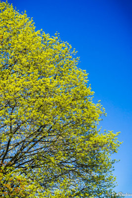 Norway Maple and Sky