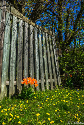 Tulips and Fence
