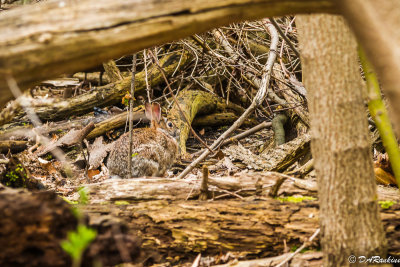 Rabbit in the Woods