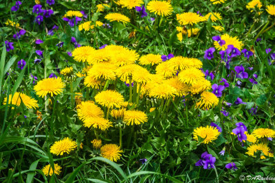 Dandelions and Wooly Violets