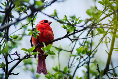 Cardinal