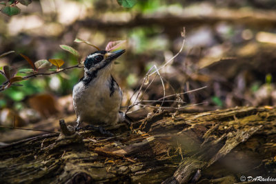 Hairy Woodpecker in the Park II