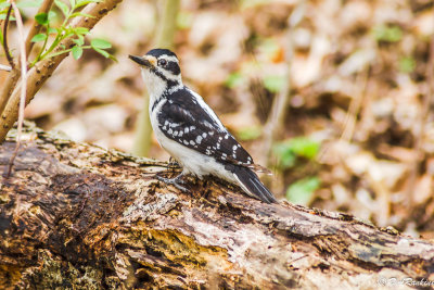 Hairy Woodpecker in the Park VI