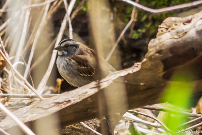 Park Visitor - Warbler II