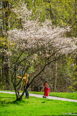 Photographing Blossoms