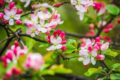 Apple Blossoms in the Park