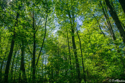 Sunlight Through the Trees I