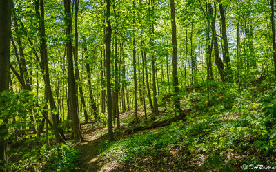 Sunlight Through the Trees II