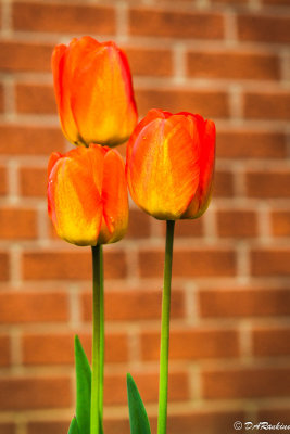 Tulips in the School Garden