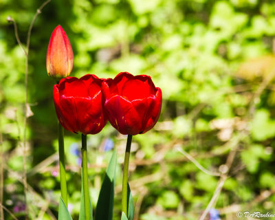 Tulips in Sunlight