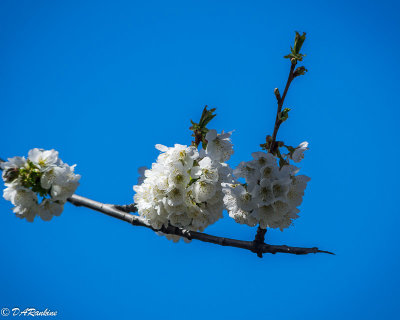 Cherry Blossoms in the Park I