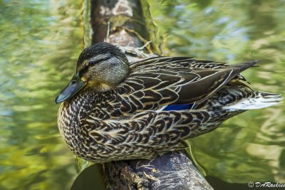 Mallard of Deerlick Creek III