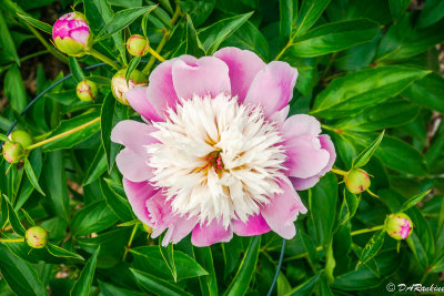 Peony in the school garden