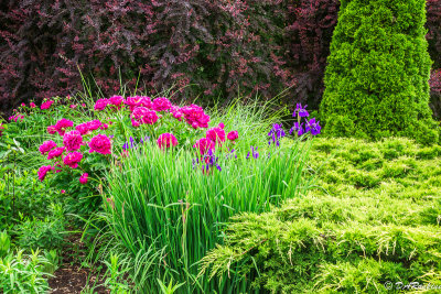 Red Peonies at the Entrance...