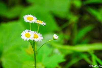 Fleabane
