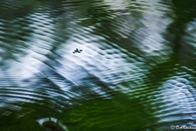 The Water Strider in Motion
