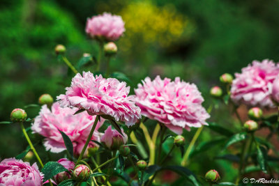 Peony in the school garden II