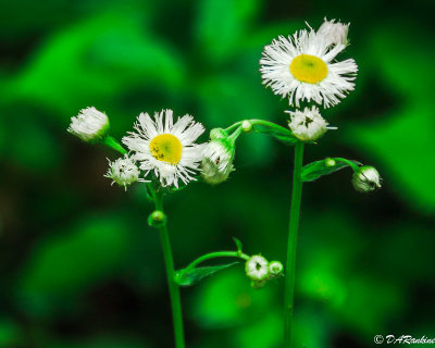 Fleabane