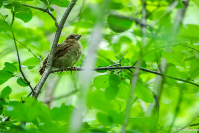 The Fledglings I