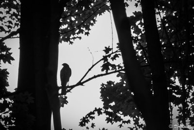 Hawk and Trees