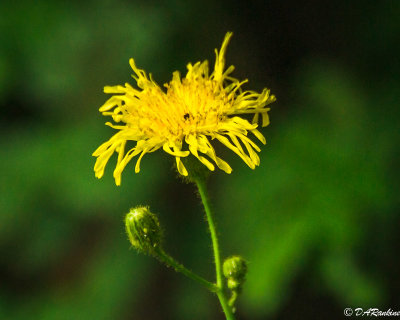 Sow Thistle