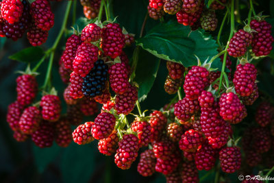 Blackberries - almost ready