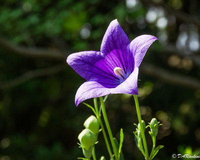 Bluebell at Noon I