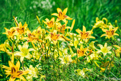 Daylilies in Midday Sun