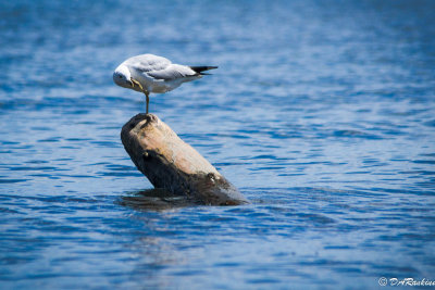 Gull on Driftwood I