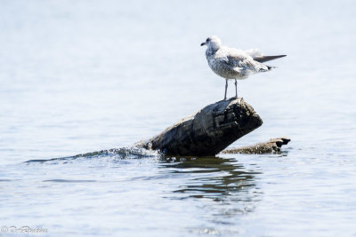 Gull on Driftwood II