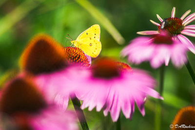 California Dogface on Coneflower I