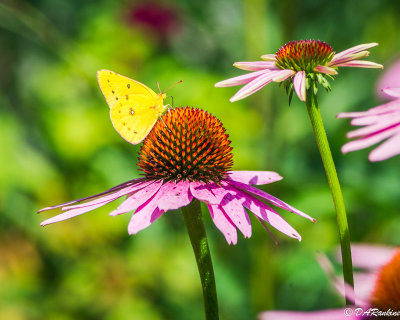 California Dogface on Coneflower II