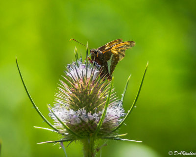 Silver-spotted Skipper on Wild Teasel