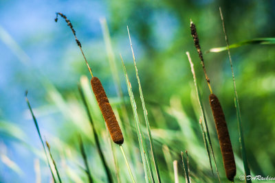 Cattail Reeds