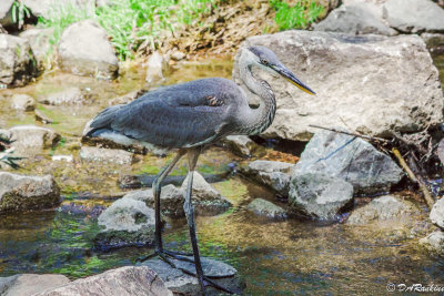 Blue Heron Visiting Wilket Creek I