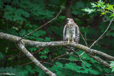 Young Red-tailed Hawk III