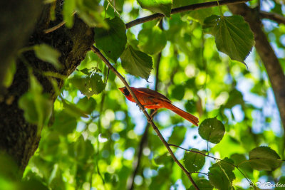 Cardinal in Linden Tree I