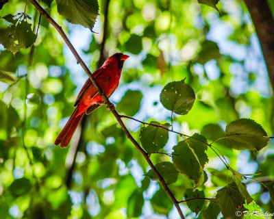 Cardinal in Linden Tree II