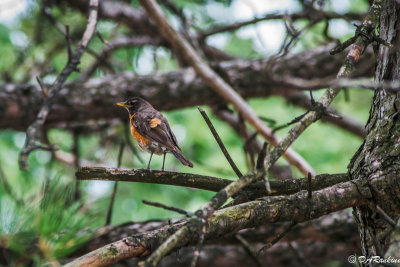 Robin in the Pine Tree