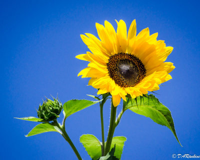 Sunflower in the School Yard
