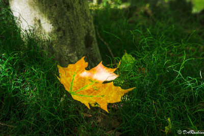 Sunlight on Maple Leaf