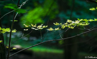 Maple Leaves