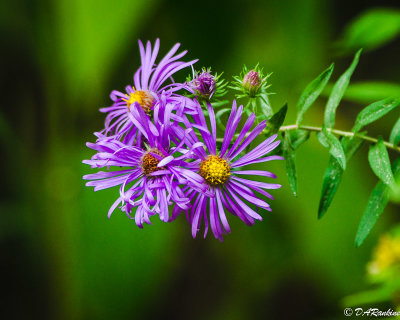 Asters