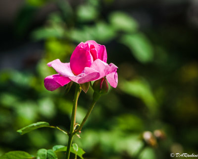 Rose in September