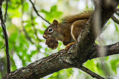 The Goodness of Black Walnut II